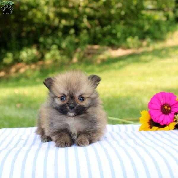 Leah, Pomeranian Puppy